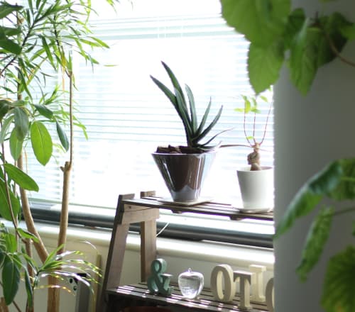 日当たりの良い窓際で育てる観葉植物たち